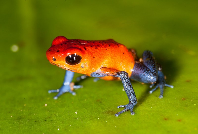 Strawberry Poison Dart Frog