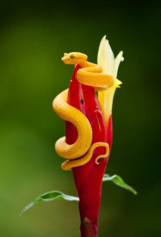 red eyelash viper snake