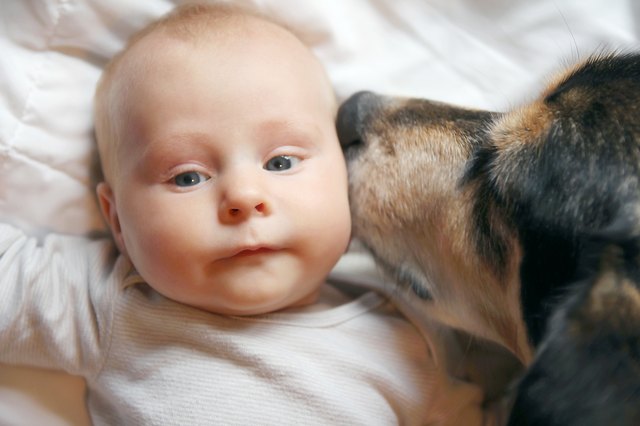 Tips from the Trainer: Dogs and Babies 