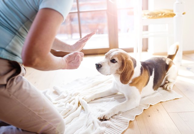 Tips from the Trainer: Dogs and Babies