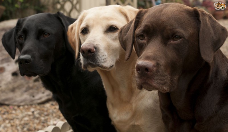 Top 10 Dog Breeds Suitable for Young Kids