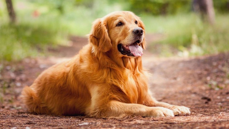 Top 10 Dog Breeds Suitable for Young Kids