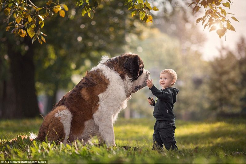 Top 10 Dog Breeds Suitable for Young Kids