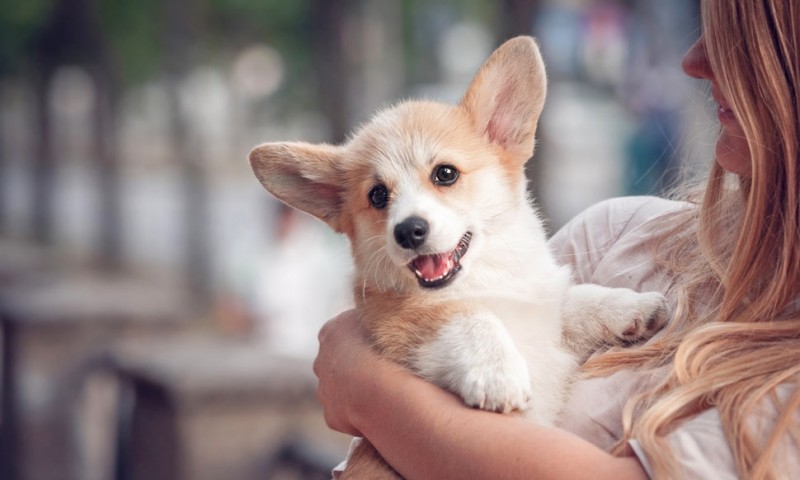 Top 10 Dog Breeds Suitable for Young Kids