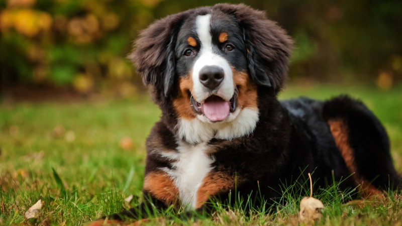 Top 10 Dog Breeds Suitable for Young Kids