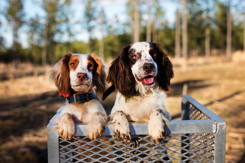 Top 10 Dog Breeds Suitable for Young Kids