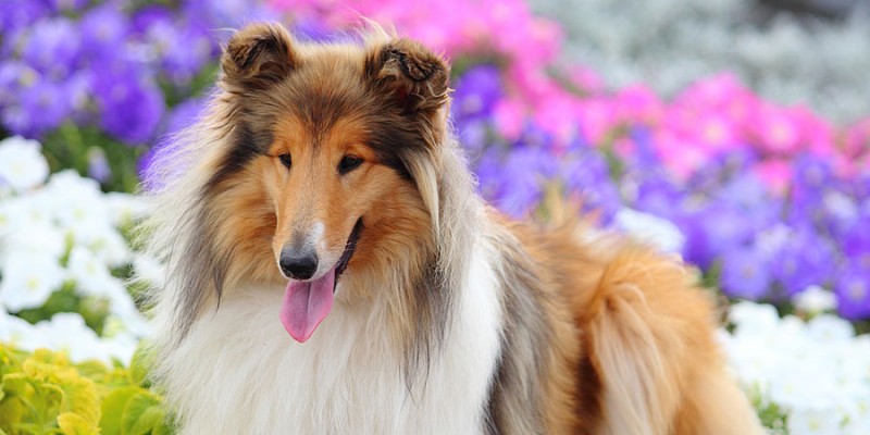 Top 10 Dog Breeds Suitable for Young Kids