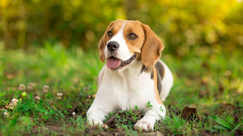 Top 10 Dog Breeds Suitable for Young Kids