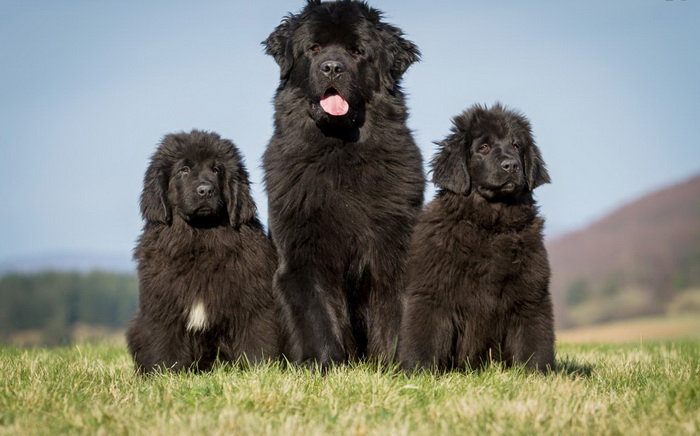 Top 10 Dog Breeds Suitable for Young Kids