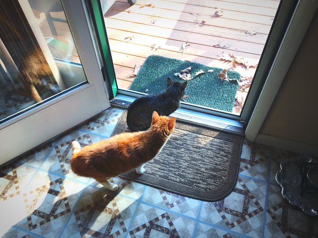 What Are The Signs An Indoor Cat Is Happy
