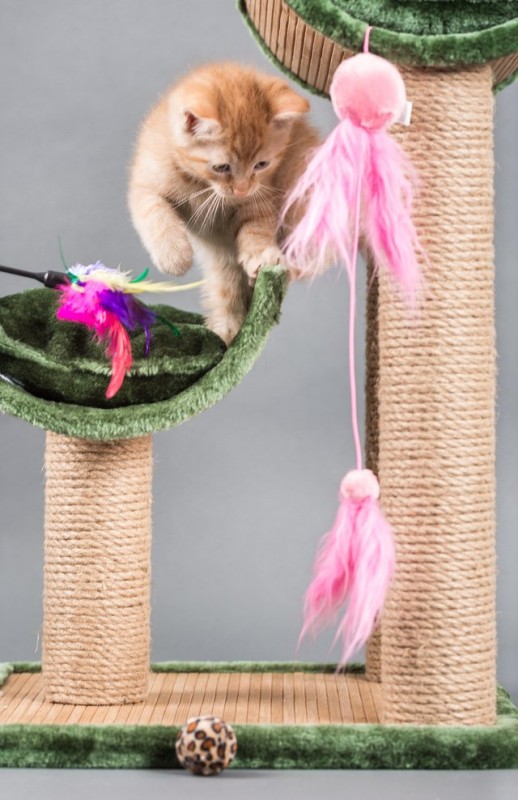 What Are The Signs An Indoor Cat Is Happy