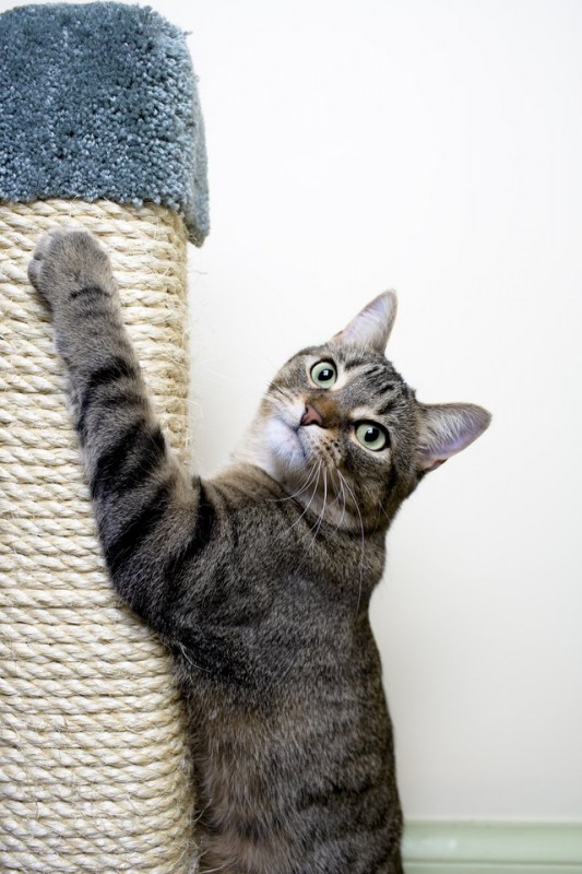 What Are The Signs An Indoor Cat Is Happy