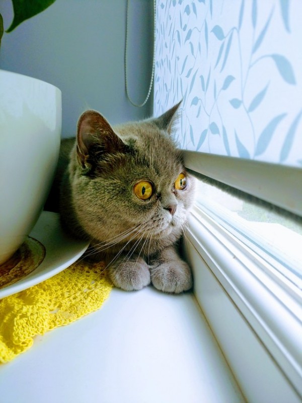 What Are The Signs An Indoor Cat Is Happy
