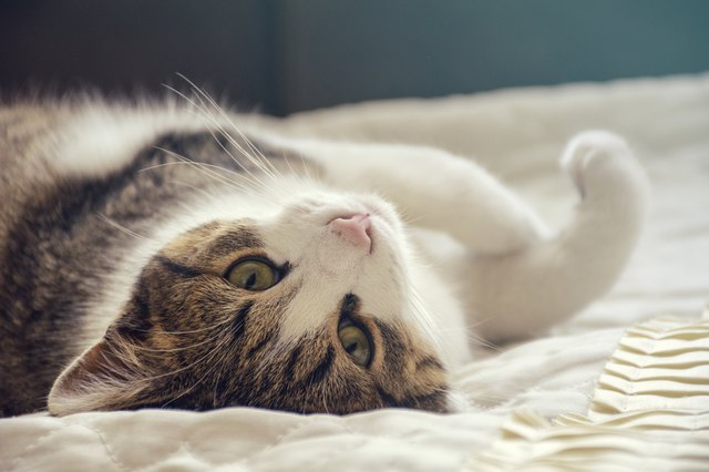 What's The Best Cat Litter For Your Lifestyle?