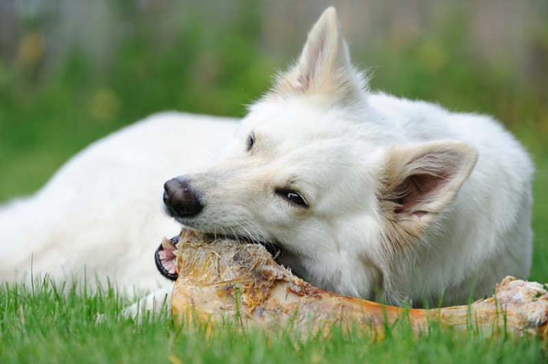 What To Do If Your Dog Eats a Dead Animal