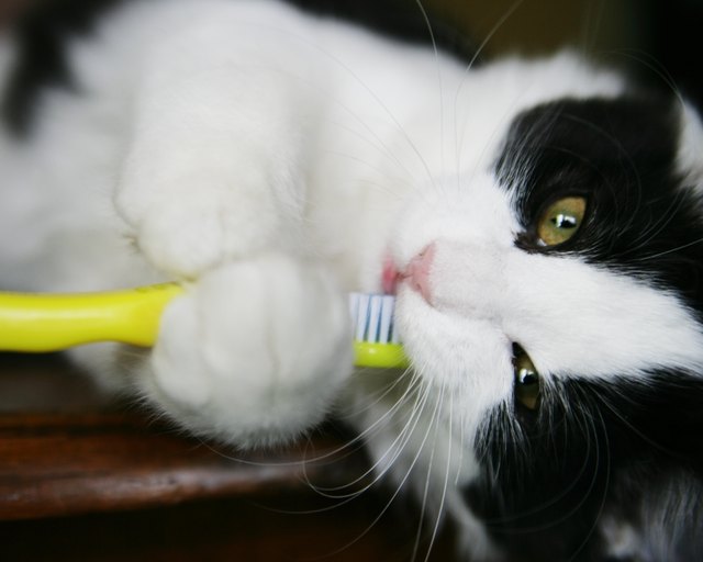 Why Do Cats Chew on Plastic?