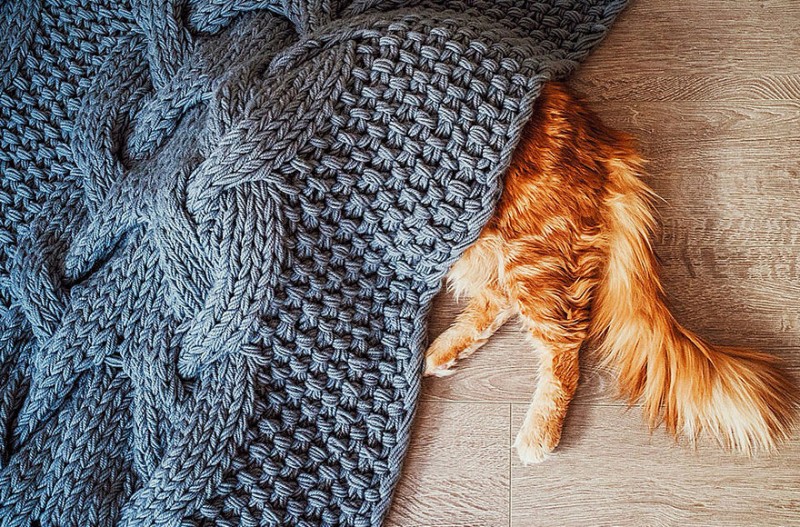 Why Do Cats Flick Their Tails?