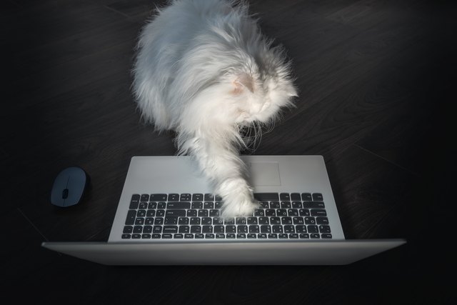 Why Do Cats Like Laptops So Much?