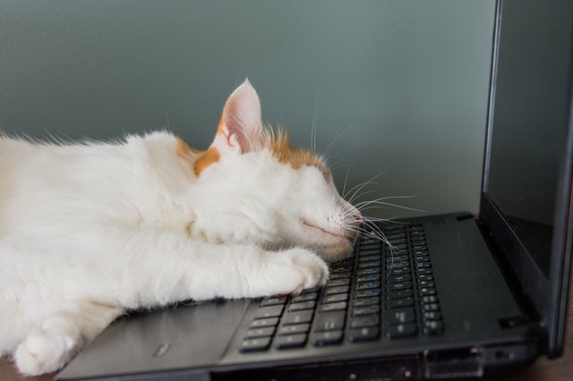 Why Do Cats Like Laptops So Much?