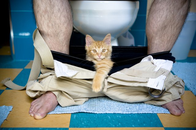 Why Do Cats Paw Under Bathroom Doors?