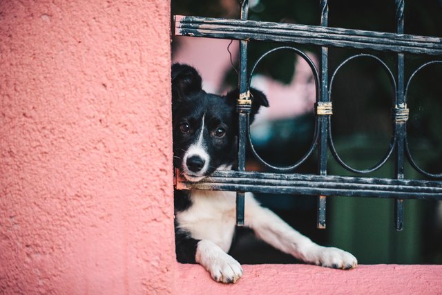Why Do Dogs Love Their Owners?