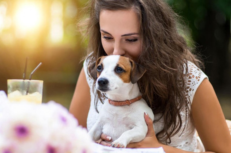 Why Do Dogs Love Their Owners?