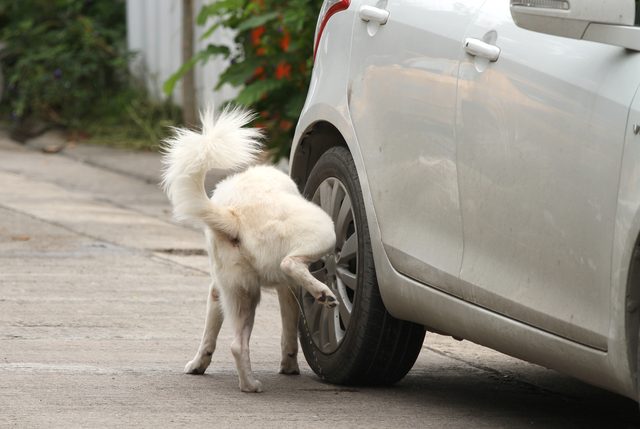 Why Do Dogs Pee On Car Tires?