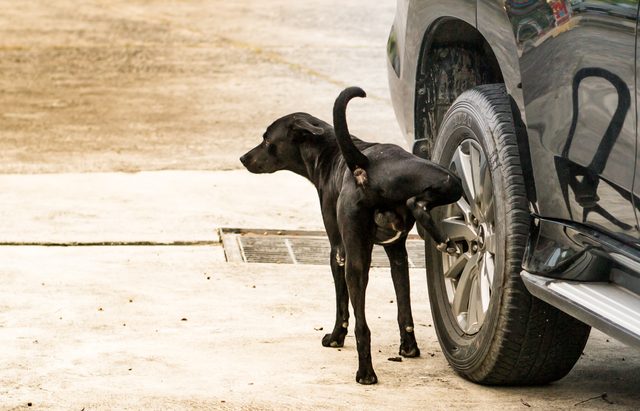 Why Do Dogs Pee On Car Tires?