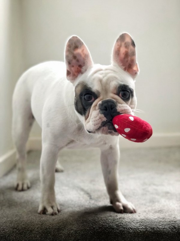 Why Does My Dog Bring Me a Toy When I Come Home? Animals