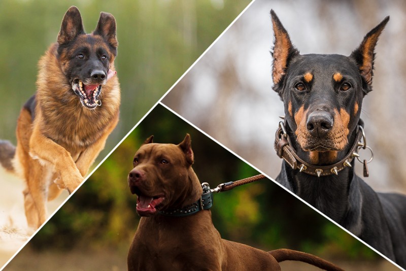 Would Your Dog Save Your Life?