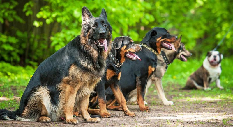 Would Your Dog Save Your Life?