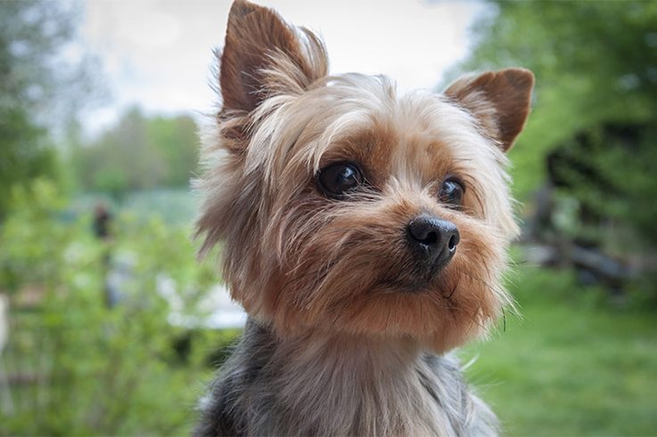 10 Best Dog Breeds For City Dwellers