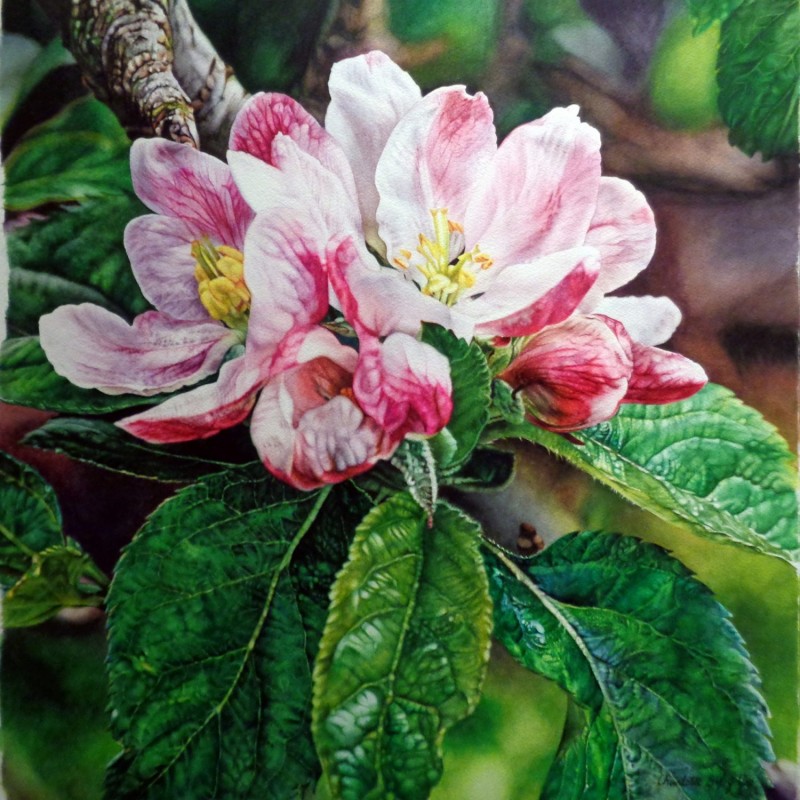 Pink Crabapple Blossoms By Charlotte Bixby Yep, Watercolor