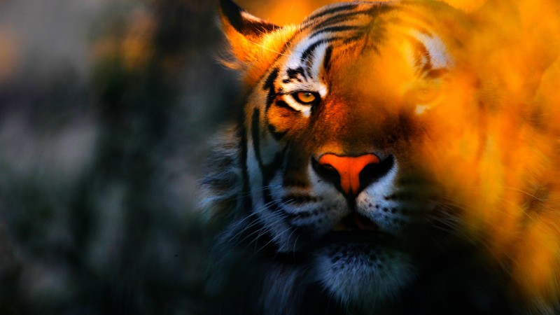 Animals