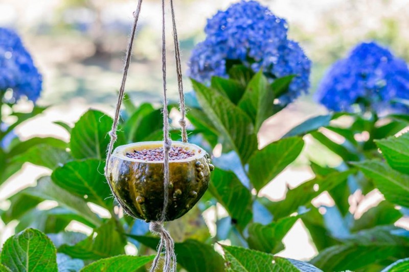 DIY A Natural Bird Feeder