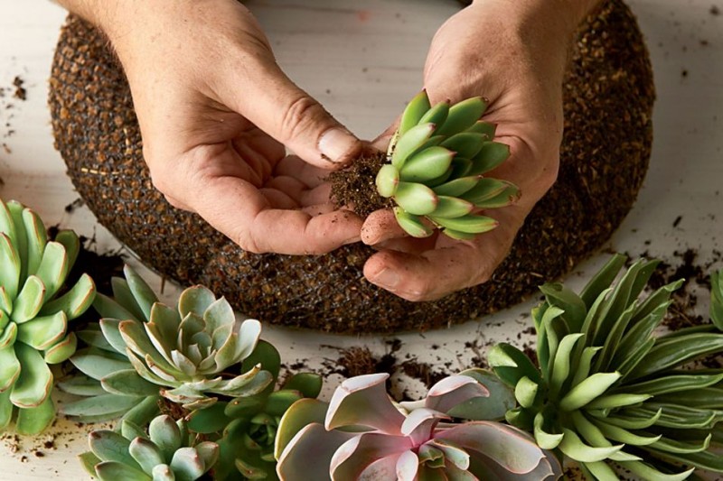 How to Make a Succulent Wreath With Real, Living Plants