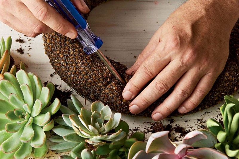 How to Make a Succulent Wreath With Real, Living Plants