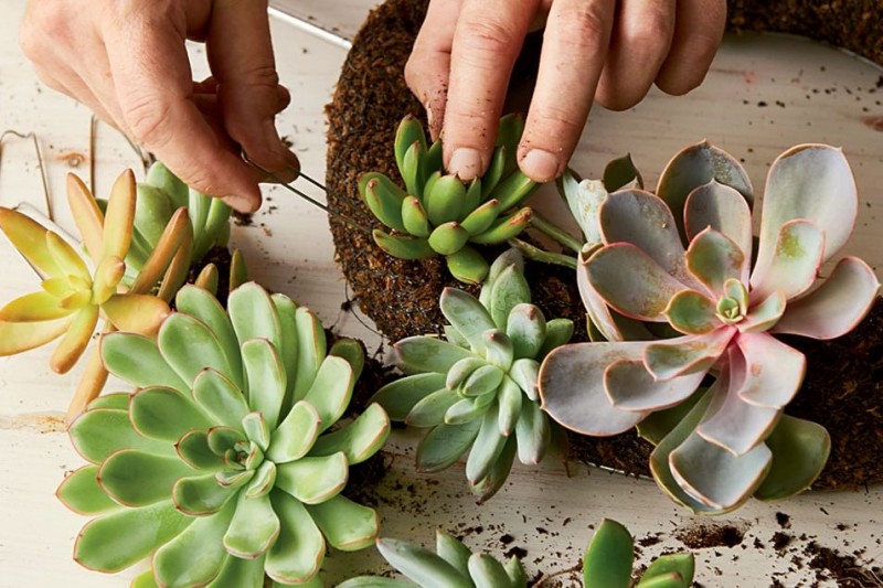 How to Make a Succulent Wreath With Real, Living Plants