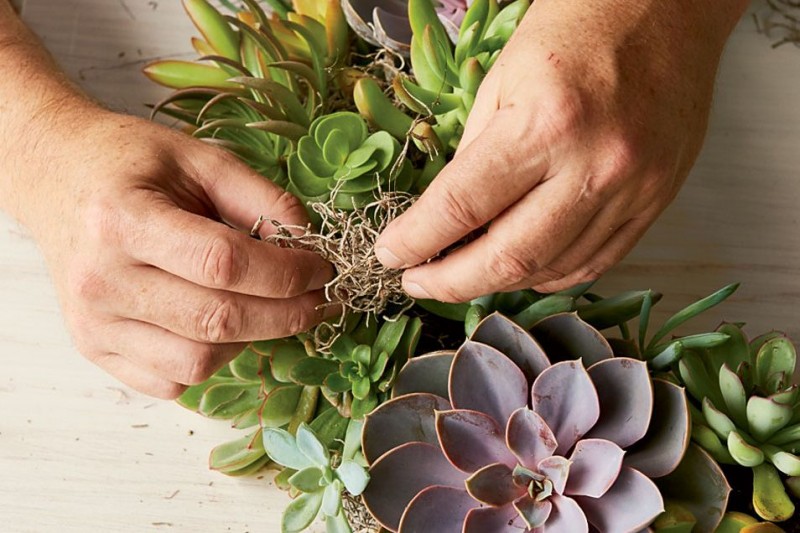 How to Make a Succulent Wreath With Real, Living Plants