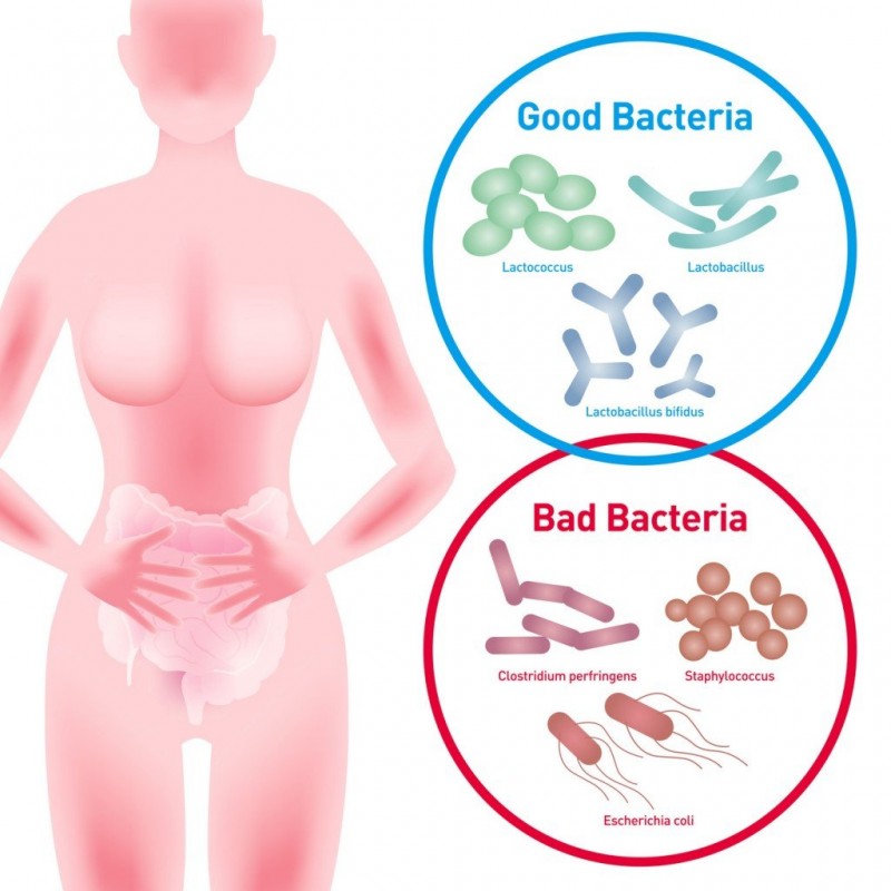 Are Gut Bacteria The Key To Healthy Aging?
