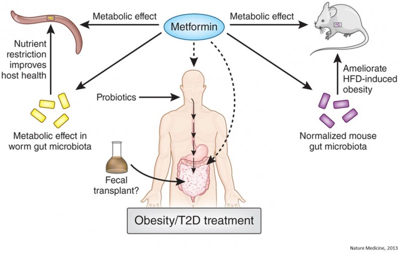 Gut Microbiota Products Can Favor Diabetes