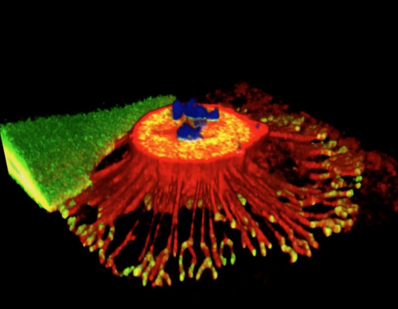 New Human Cell Structure Discovered