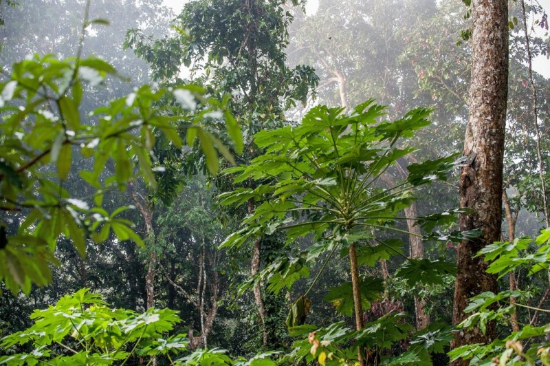 Rainforest Vine Compound Kills Resilient Cancer Cells