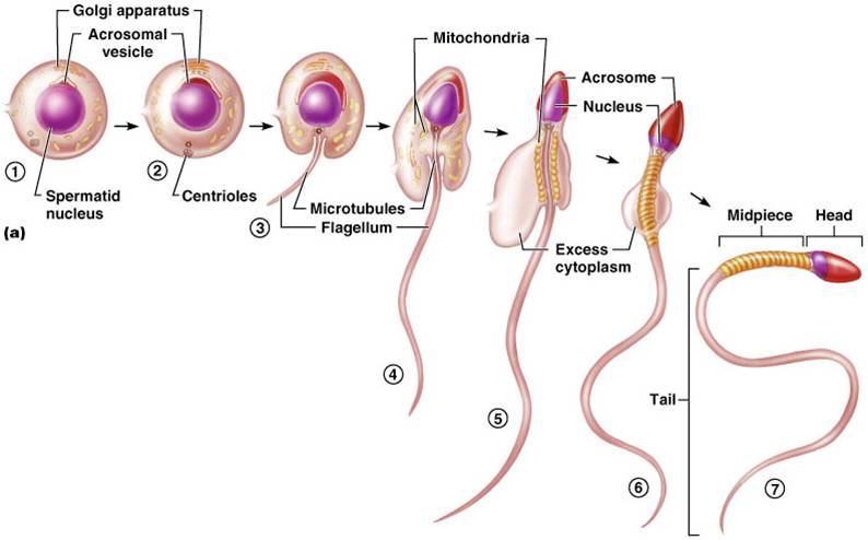 What Are The Best Ways To Increase Sperm Count?