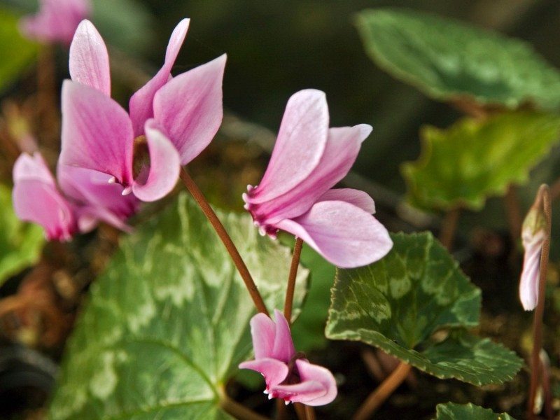 13 Christmas Plants For A Magical Indoor Holiday Garden