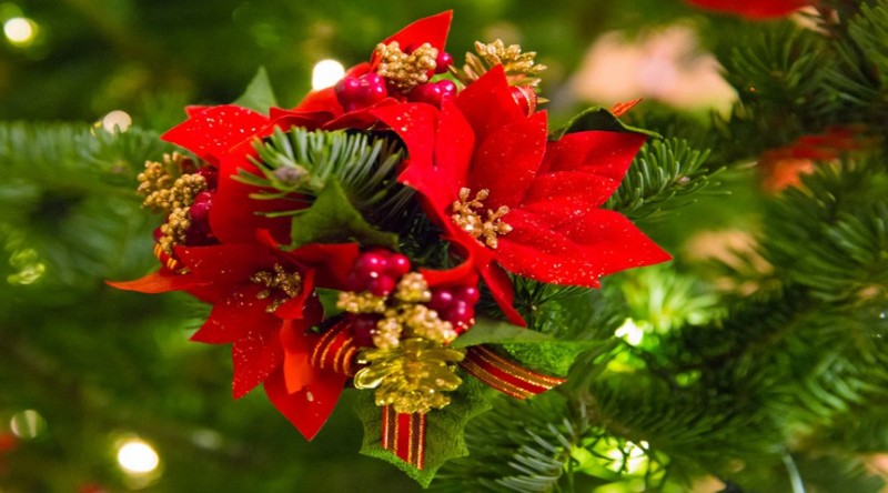 13 Christmas Plants For A Magical Indoor Holiday Garden