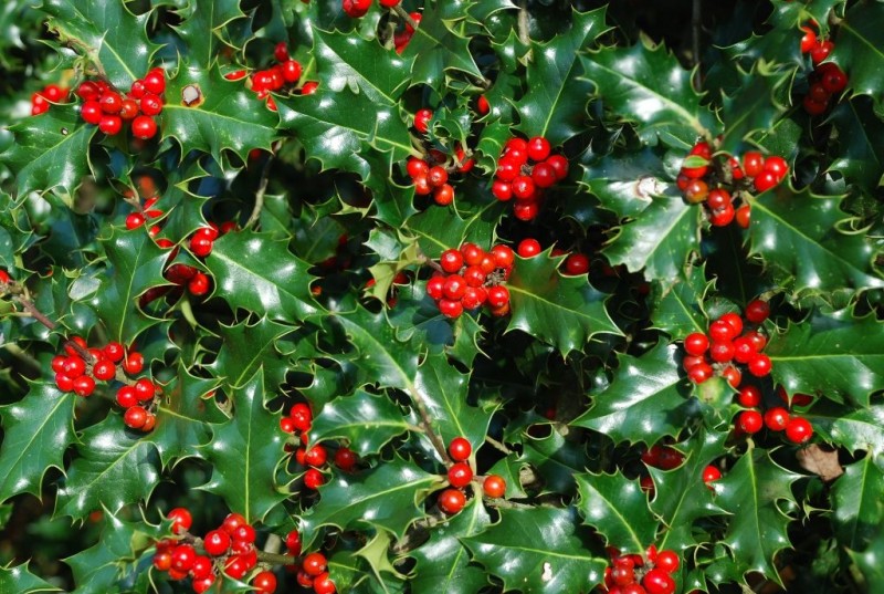 13 Christmas Plants For A Magical Indoor Holiday Garden