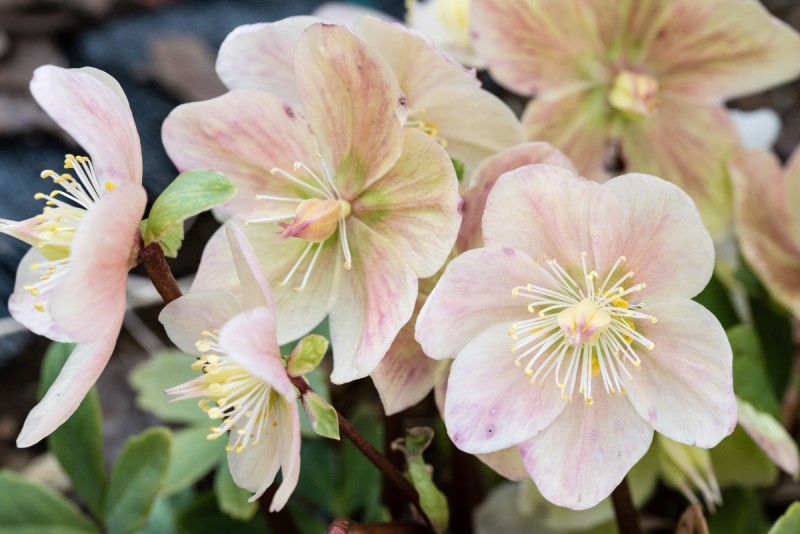 13 Christmas Plants For A Magical Indoor Holiday Garden