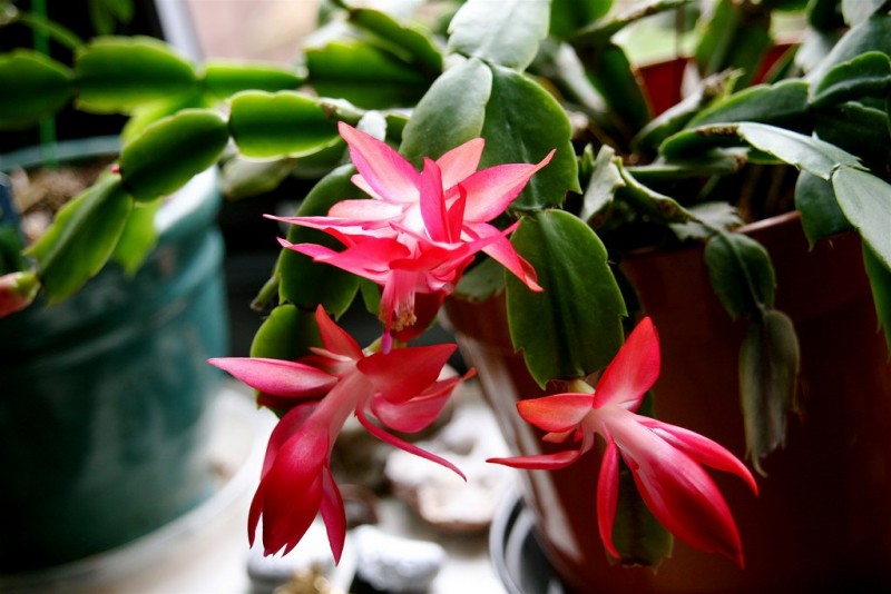 13 Christmas Plants For A Magical Indoor Holiday Garden