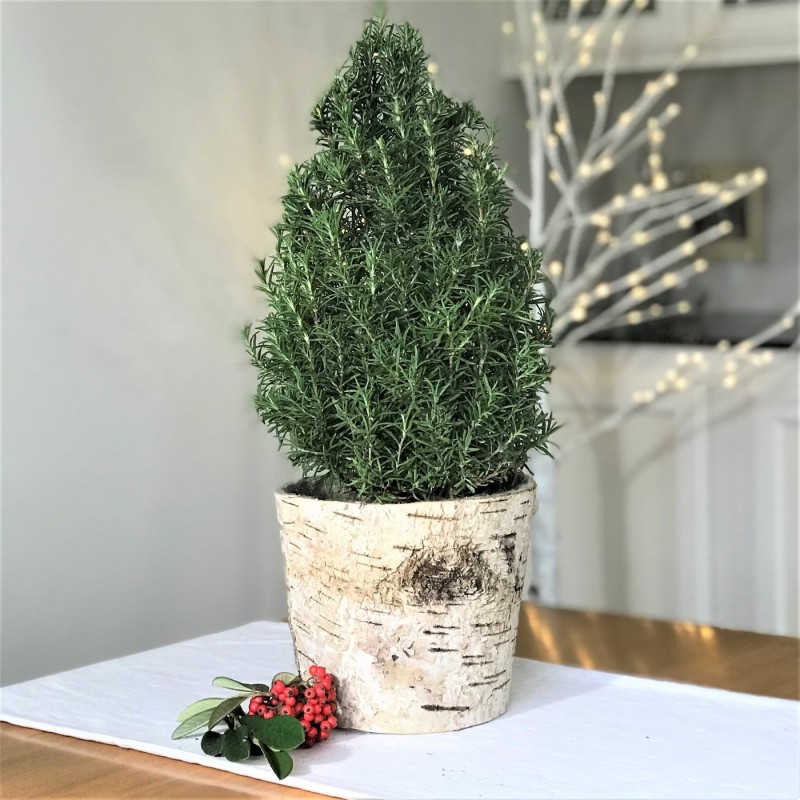 13 Christmas Plants For A Magical Indoor Holiday Garden